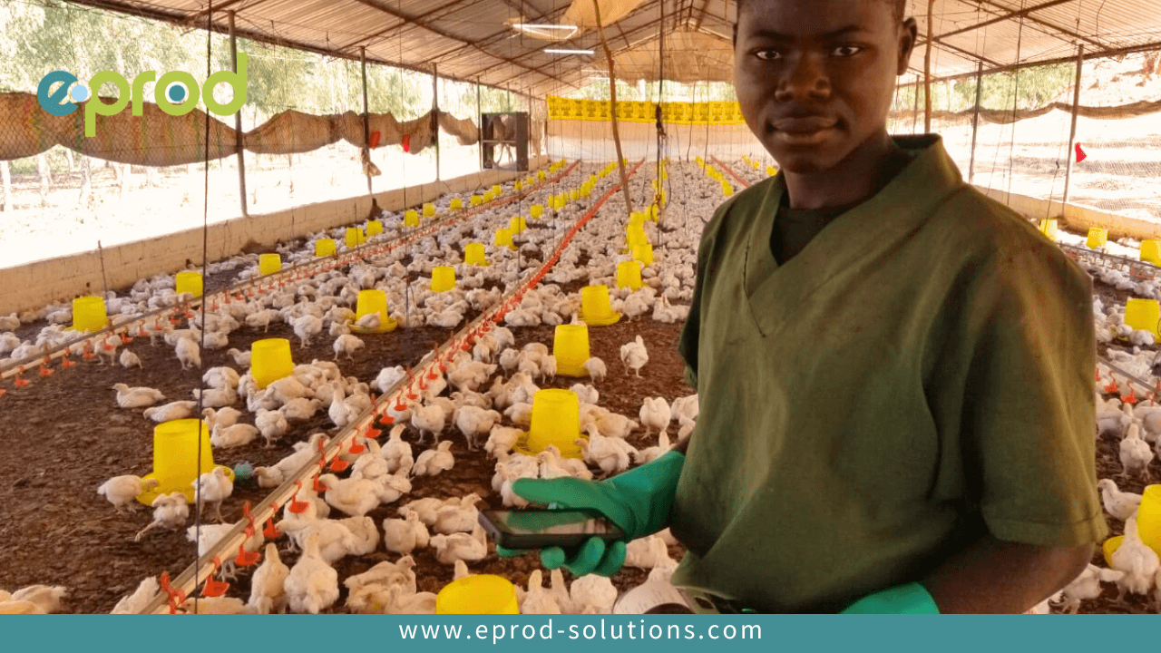 Novos Horizontes — Poultry Sector