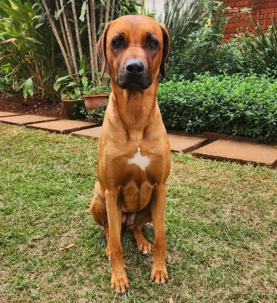 Hazel, Mascot