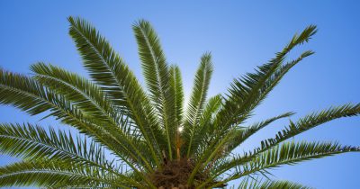 Palm oil eProd Products Palm oil eProd Products