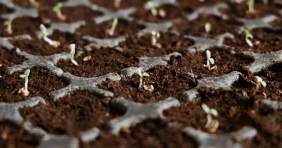 Seed-producers-eprod Seed-producers-eprod
