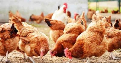 Poultry - Value chain eProd Solutions Ltd